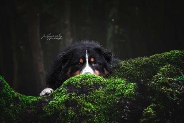 Dein Hund im Dogorama-Kalender 2021-Beitrag-Bild