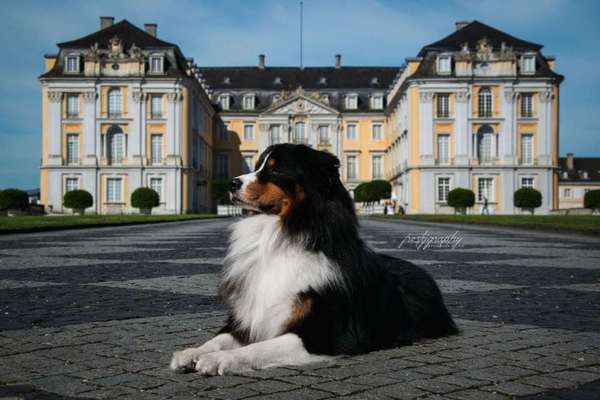 Dein Hund im Dogorama-Kalender 2021-Beitrag-Bild