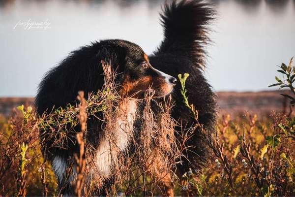 Dein Hund im Dogorama-Kalender 2021-Beitrag-Bild