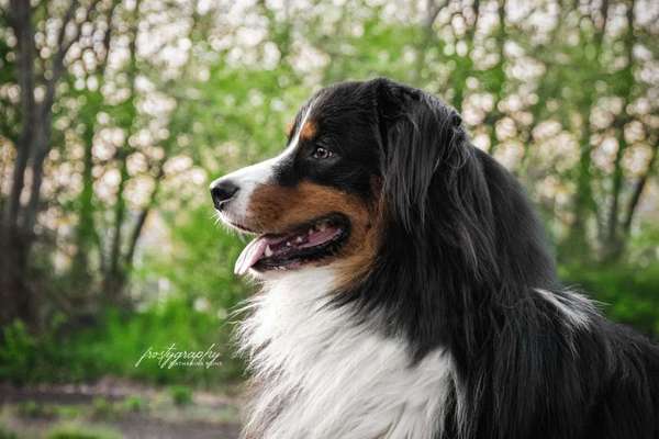 Dein Hund im Dogorama-Kalender 2021-Beitrag-Bild