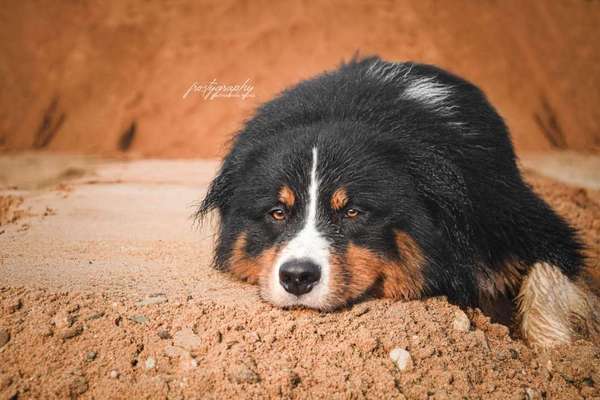 Dein Hund im Dogorama-Kalender 2021-Beitrag-Bild