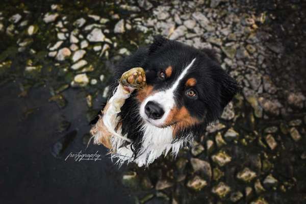 Dein Hund im Dogorama-Kalender 2021-Beitrag-Bild