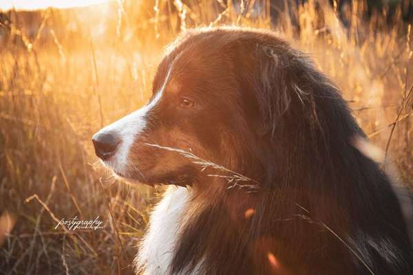 Dein Hund im Dogorama-Kalender 2021-Beitrag-Bild