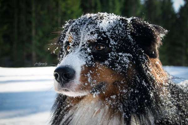 Dein Hund im Dogorama-Kalender 2021-Beitrag-Bild