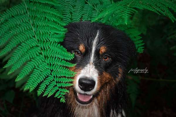 Dein Hund im Dogorama-Kalender 2021-Beitrag-Bild