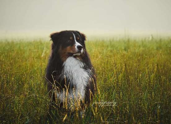 Dein Hund im Dogorama-Kalender 2021-Beitrag-Bild
