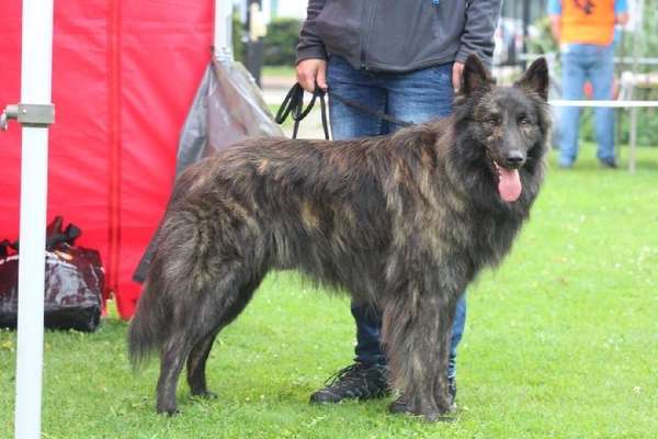 Alles rund um den Schäferhund, diskutieren erwünscht.-Beitrag-Bild