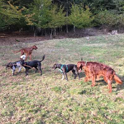 Hundetreffen-Spielstunde bei #KommunizierMitTier-Bild
