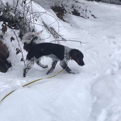 Hundetreffen-Krimiwanderung mit Hund bei #KommunizierMitTier-Bild