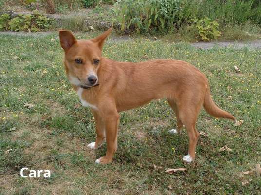 Podengo português (-Mischlinge) Gibt es noch mehr dieser schönen Rasse hier?-Beitrag-Bild