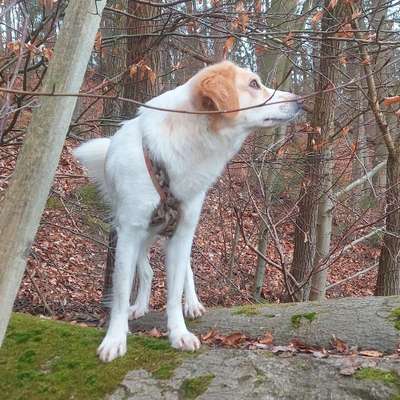 Hundetreffen-Läufige Hündinnen unter sich