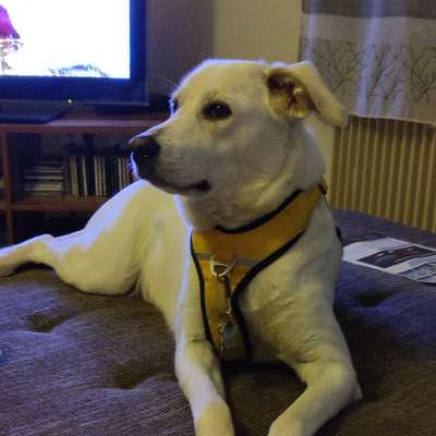 Hundetreffen-Gemeinsames Toben und Kontakt zu ändern Junghunden