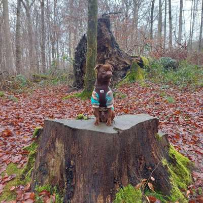 Hundetreffen-Gemeinsame Freilauf Spiele-Gassirunden-Bild