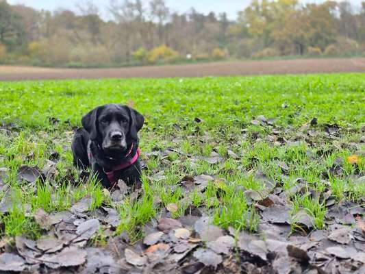 Hundetreffen-Freilauf, Training, Spielen & Mehr!-Bild