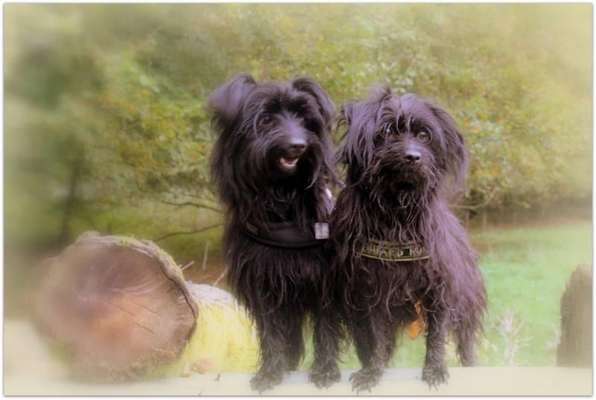 Dogorama Photo Challenge - Märchenwald-Beitrag-Bild