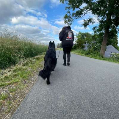 Hundetreffen-Suchen Hundekumpel für gut sozialisierte junge Schäferhündin Alter und Größe spielen keine Rolle-Bild