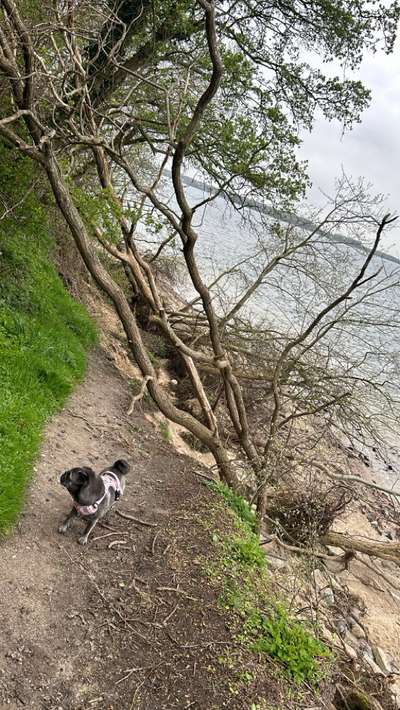 Hundetreffen-Social Walk und Spielkamerad-Bild