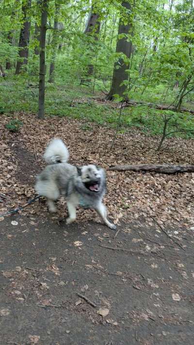 Hundetreffen-Regelmäßige Spiel- und Spaß Spaziergänge in der Südstadt Eilenriede-Bild
