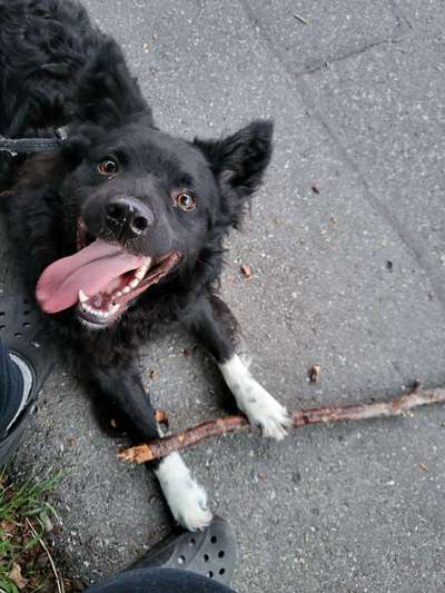 Hundetreffen-Ricky  sucht Spielgefährten-Bild