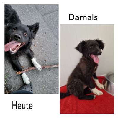 Wie kamst du zu deinem Hund?-Beitrag-Bild