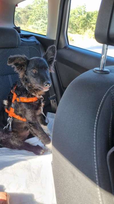 Wie kamst du zu deinem Hund?-Beitrag-Bild