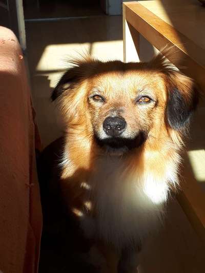 vorsicht, wir werden dominiert und manipuliert von unseren Hunden-Beitrag-Bild