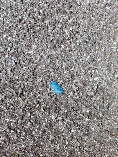 Giftköder?-Beitrag-Bild