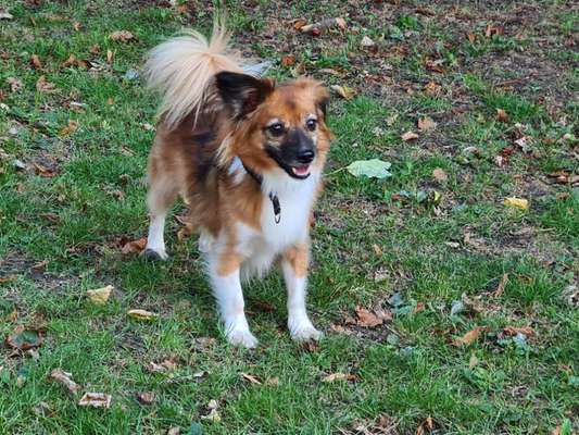 Hundetreffen-Social Walks in Innsbruck mit "lauten Hunden"-Bild