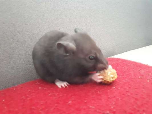 Andere Haustiere?-Beitrag-Bild