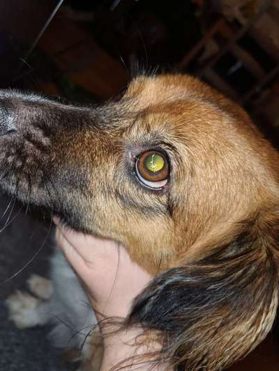 Sieht es aus, als hätte mein Hund eine Verletzung an der Hornhaut?-Beitrag-Bild
