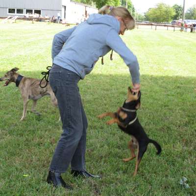 Hundetreffen-Gassirunde-Profilbild