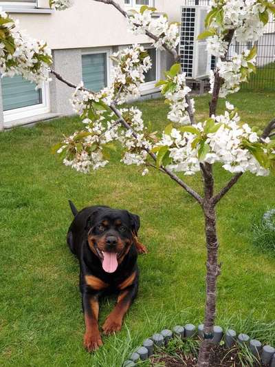 Zeigt mal die schönsten Bilder von euren Hunden !-Beitrag-Bild