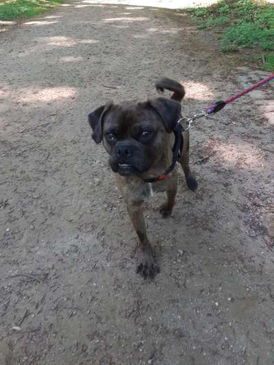 Die Dogorama Monats Challenge "Es grünt und blüht"-Beitrag-Bild