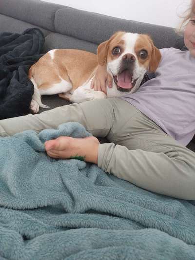 Unkastrierten Junghund adoptieren-Beitrag-Bild