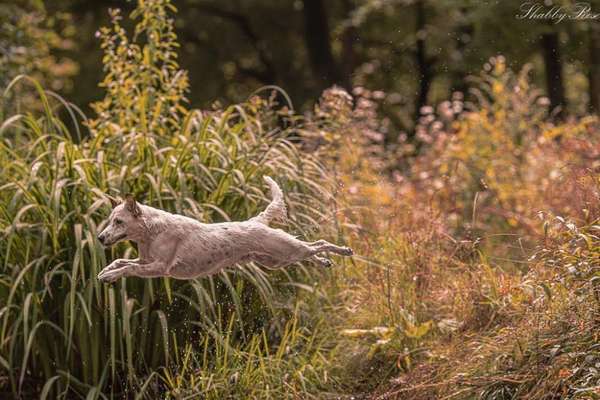 Die Dogorama Kalender Challenge Titelbild-Beitrag-Bild