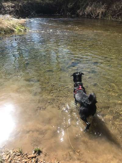 Dogorama-Monats-Challenge-Mai "Wasser"-Beitrag-Bild