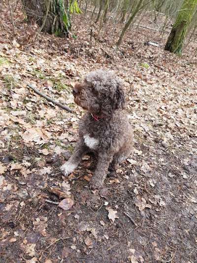 Seltene Rassen!-Beitrag-Bild