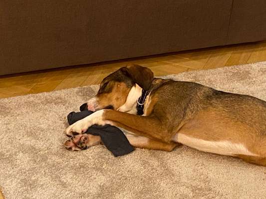 Hund frisst Stoff-Spielzeug-Beitrag-Bild