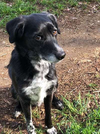 Labradorfans-Beitrag-Bild