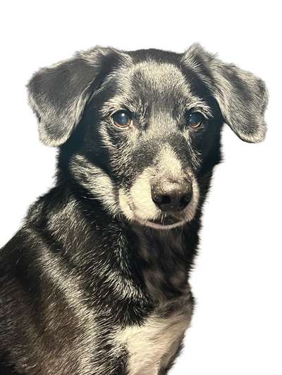 Unsere Fellnasen im Regenbogenland-Beitrag-Bild