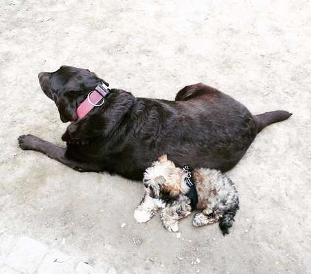 Rassen unsinnig verpaaren-Beitrag-Bild