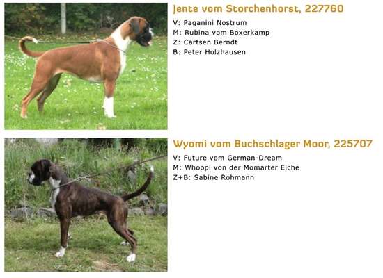 Brachycephale Hunderassen-Beitrag-Bild