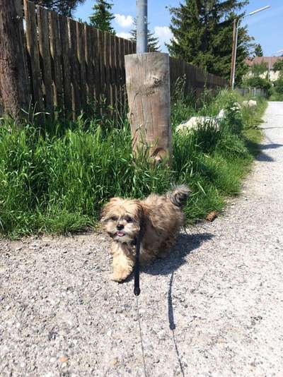 Malteser-Beitrag-Bild