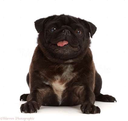 Brachycephale Hunderassen-Beitrag-Bild