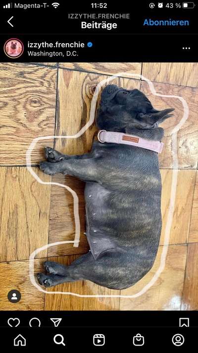 Brachycephale Hunderassen-Beitrag-Bild