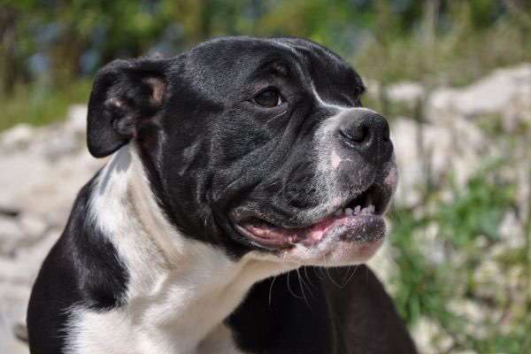 Brachycephale Hunderassen-Beitrag-Bild