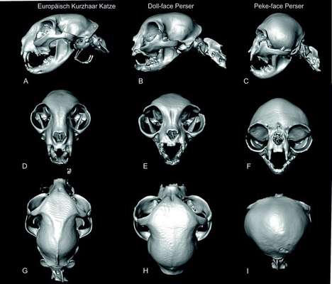 Brachycephale Hunderassen-Beitrag-Bild