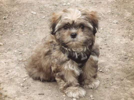 Als Welpen sind sie alle noch süßer-Beitrag-Bild