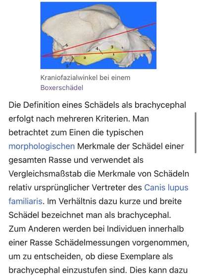 Brachycephale Hunderassen-Beitrag-Bild