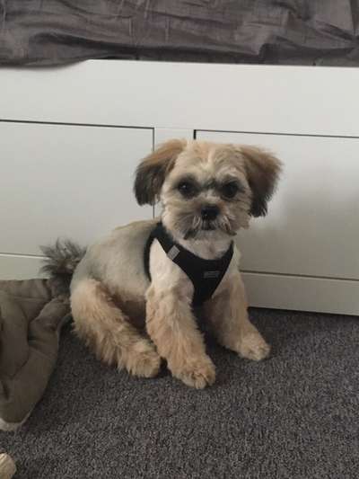 Malteser-Beitrag-Bild